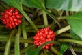 Manns Palisota mannii subsp. mannii with red fruit Royalty Free Stock Photo